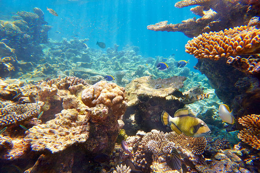 Underwater View With Fish, Maldives Photograph by Jan Wlodarczyk - Fine ...