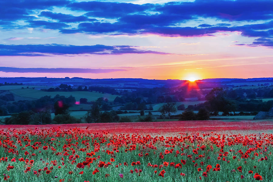 United Kingdom, England, Gloucestershire, Great Britain, Cotswolds, British Isles, Lower Slaughter, Poppy Fields At Sunset Near Lower Slaughter In The Cotswolds #1 Digital Art by Maurizio Rellini