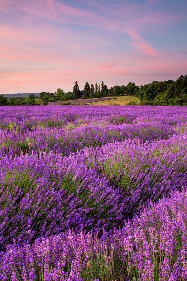 United Kingdom, England, Kent, Great Britain, Twitton, Lavender Field In Twitton #1 Digital Art by Andrea Armellin
