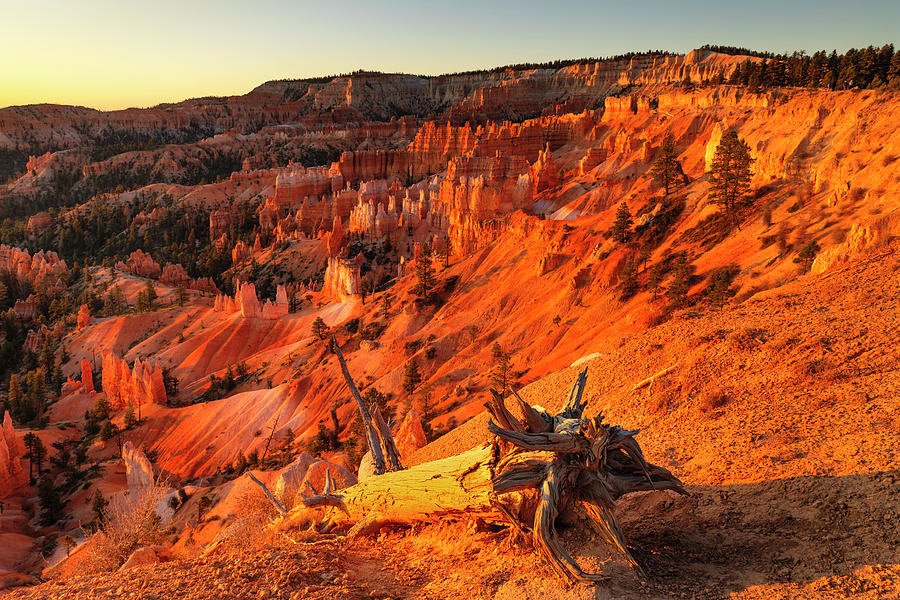 United States, Utah, Bryce Canyon National Park, Colorado Plateau, View Over The Hoodoos In Bryce Amphitheater At Sunrise #1 Digital Art by Markus Lange