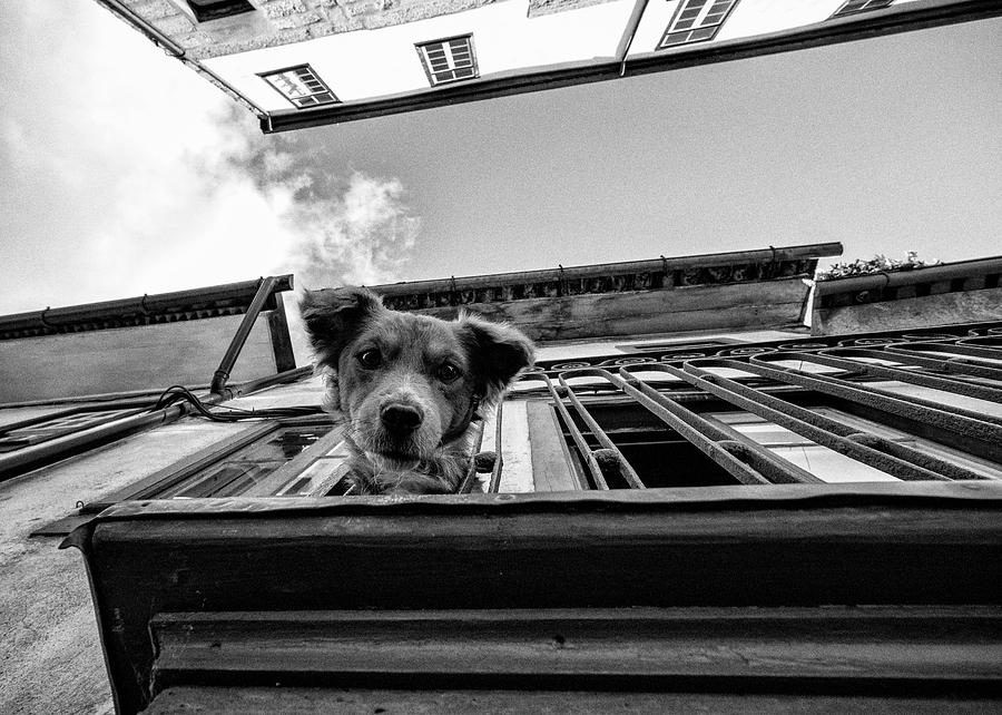 Dog Photograph - Untitled #1 by K|k - Carlos