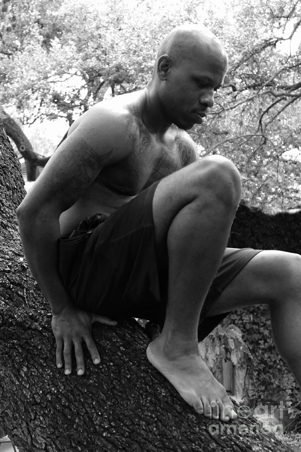 Up a Tree by Robert D McBain Up a Tree by Robert D McBain