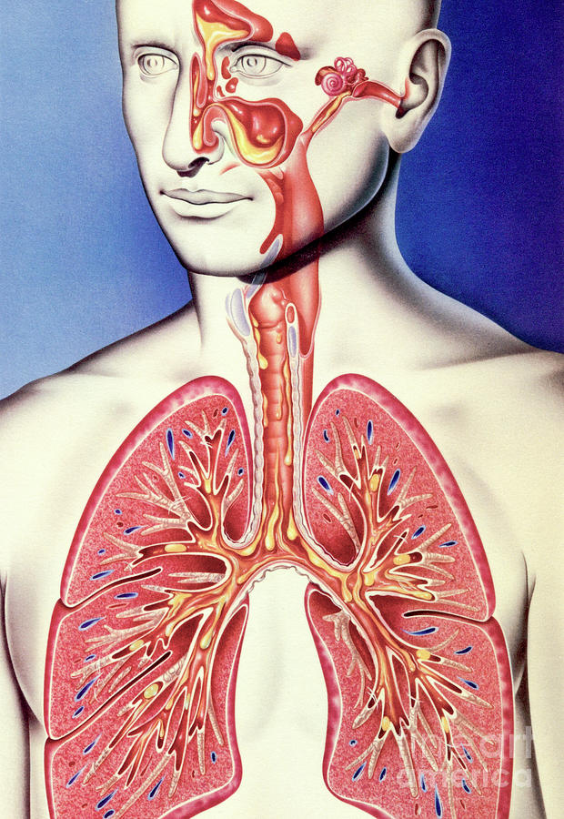 Upper And Lower Respiratory Tract Infections Photograph By John Bavosi