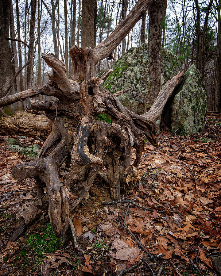 Uprooted #2 Photograph by Alan Raasch