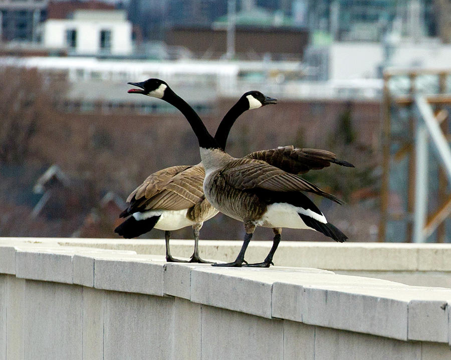 Urban Geese #1 Photograph by Jeff Ross