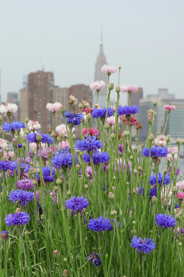 Greenpoint Photograph - Urban Wild Flowers #1 by Cate Franklyn