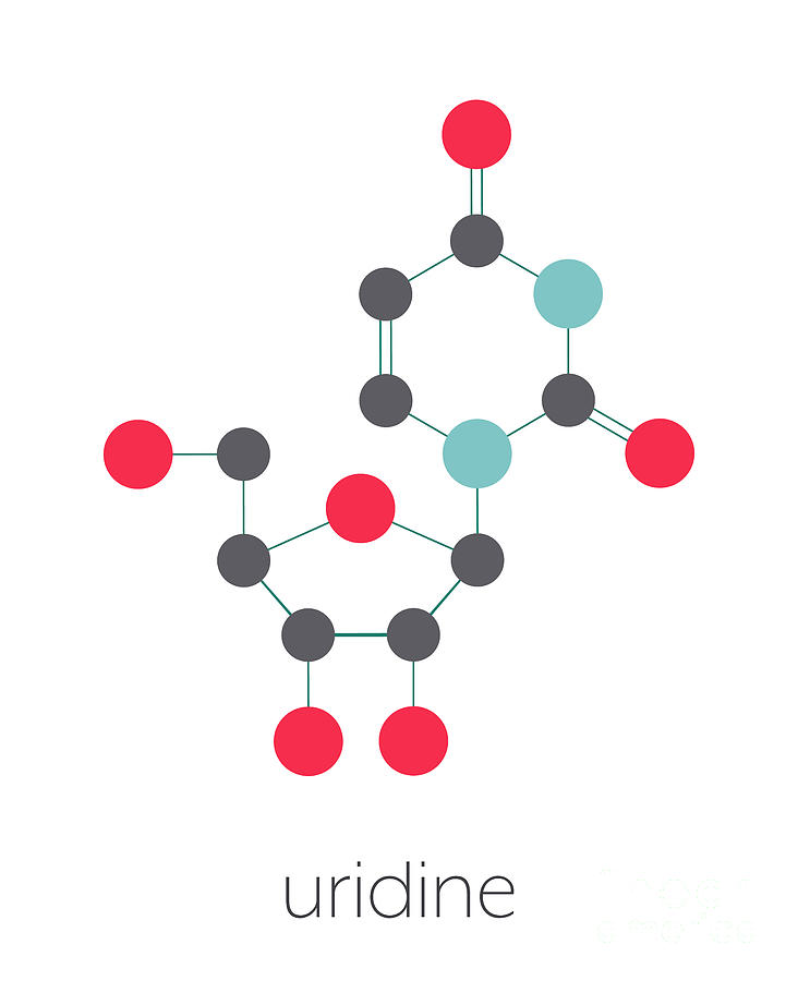 Uridine Nucleoside Molecule #1 Photograph by Molekuul/science Photo ...