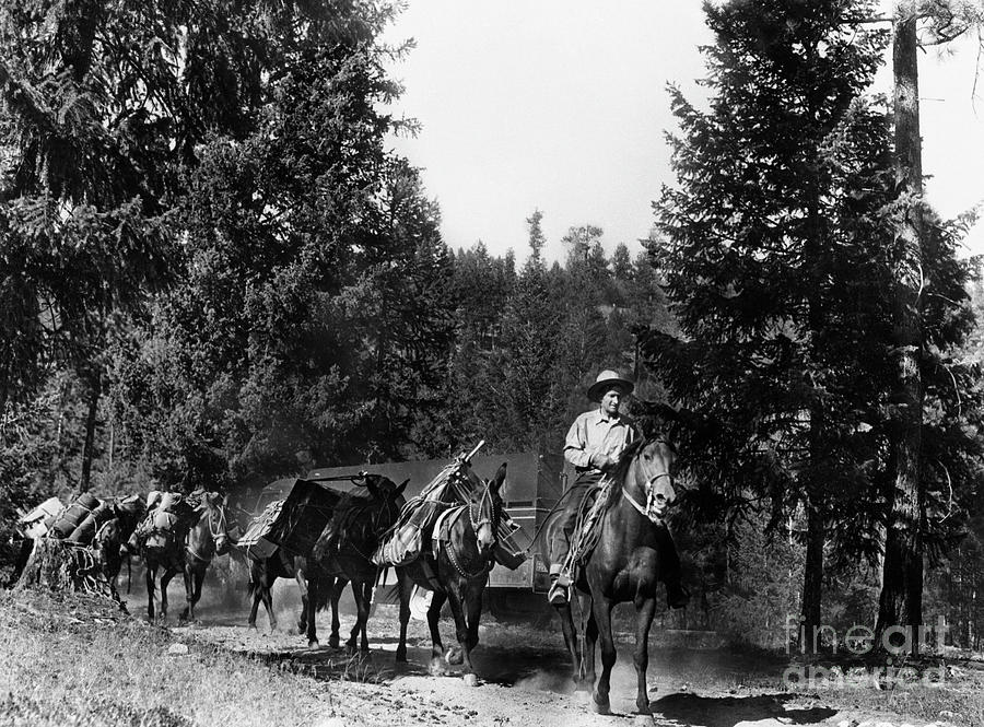U.s. Forest Service #1 Photograph by Bettmann