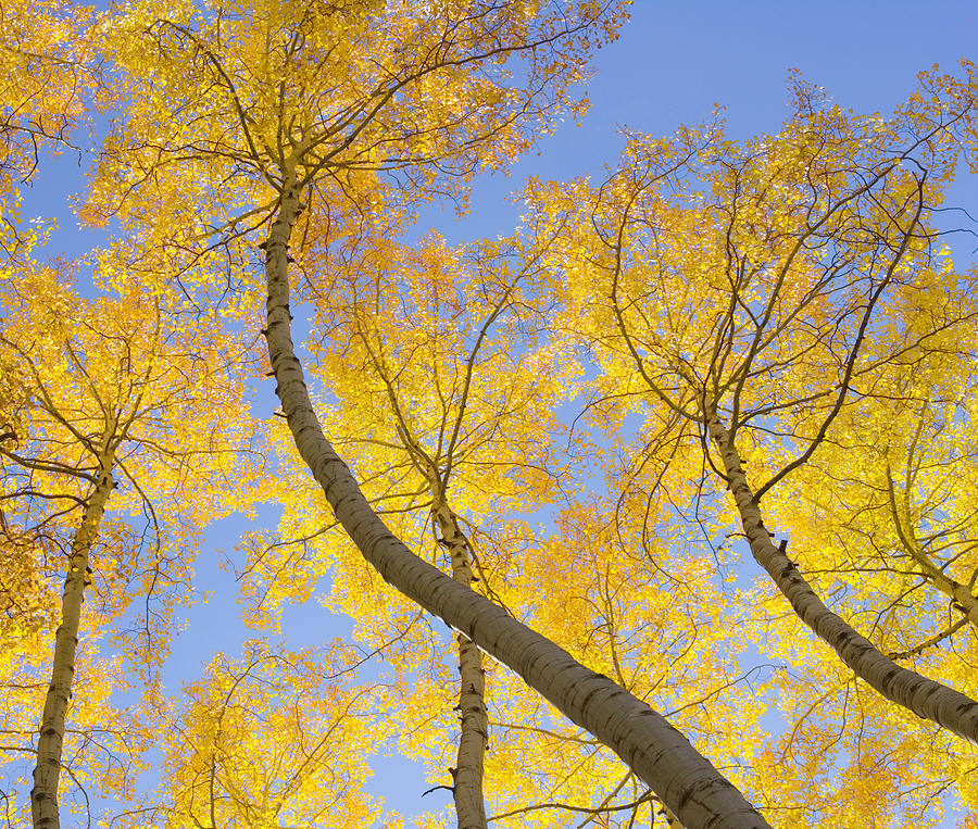 Usa, Colorado, Autumnal Aspen Trees #1 Photograph by Eastcott Momatiuk