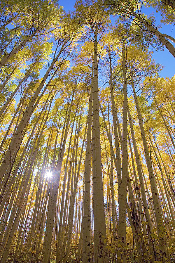 USA, Colorado, White River National Photograph by Charles Gurche - Fine ...