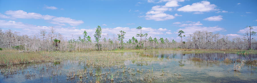 Usa, Florida, Big Cypress National #1 Photograph by Panoramic Images