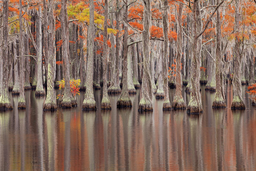 USA, Georgia Cypress Trees In The Fall Photograph by Joanne Wells ...