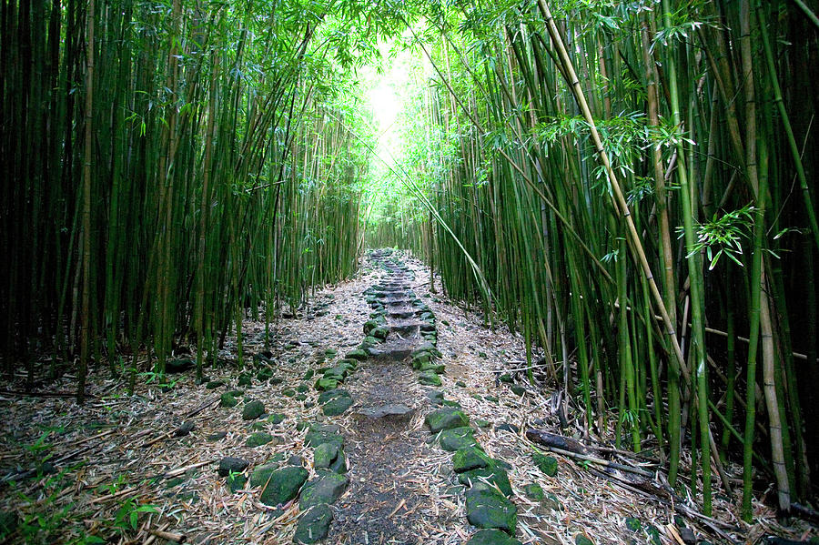 Usa, Hawaii, Maui, Hana, Bamboo, Bamboo Forest, Pipiwai Trail, Path, Stone, Route, Nature, Outdoor #1 Photograph by Annie Engel