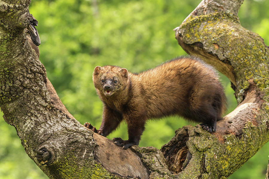 Small Wild Animals In Minnesota