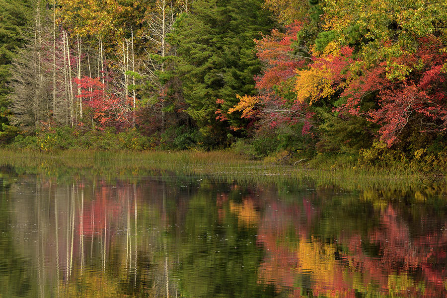 USA, New Jersey, Wharton State Forest Photograph by Jaynes Gallery ...