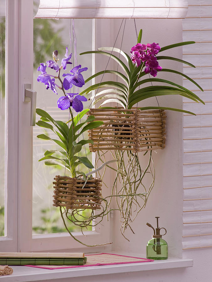 Vanda Orchids In Home-made Bamboo Basket Photograph by Friedrich ...