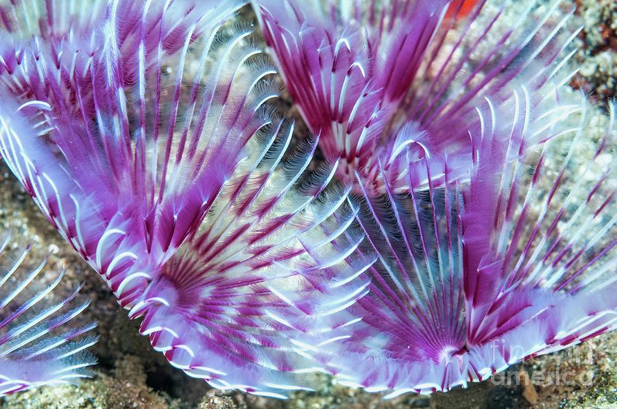 Variegated Feather Duster #1 Photograph by Georgette Douwma/science Photo Library