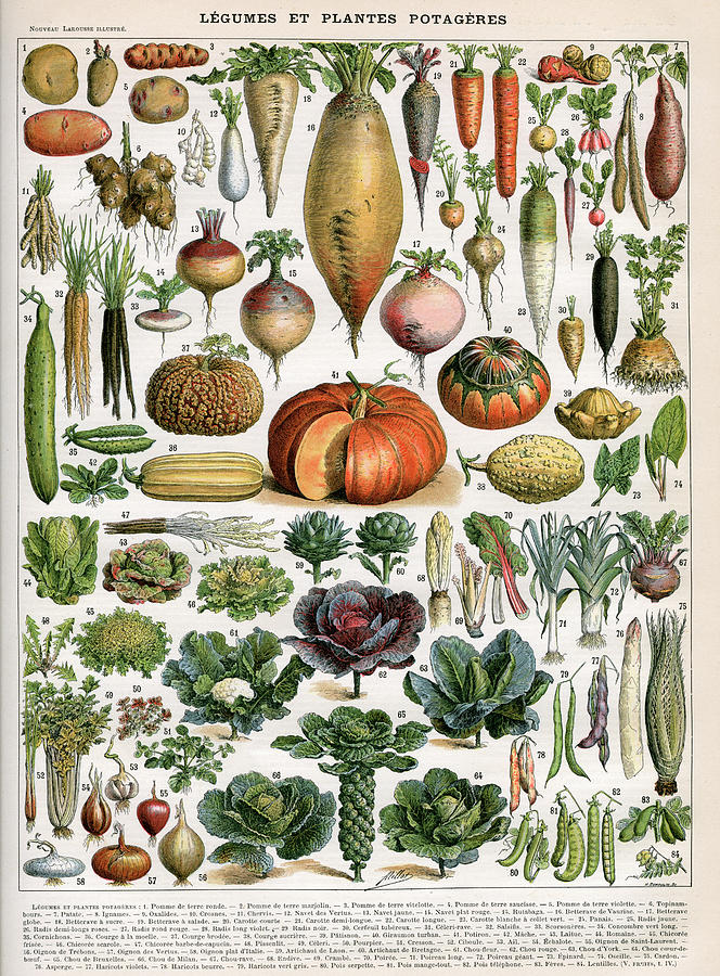 Varieties Of Vegetables #1 Photograph by Graphicaartis