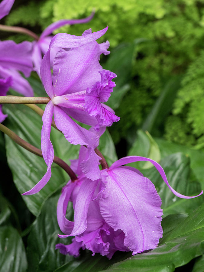 Variety Of Pink Orchid #1 Photograph by Julie Eggers Variety Of Pink Orchid #1 Photograph by Julie Eggers