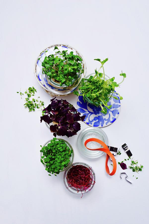 Various Fresh Sprouts And Cress In Glass Jars #1 Photograph by Elli Briest