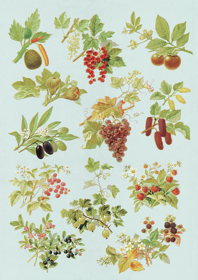 Vintage Drawing - Various Fruits #1 by CSA Images
