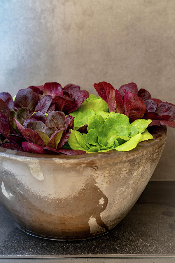 Various Lettuces In A Stone Bowl #1 Photograph by Eising Studio