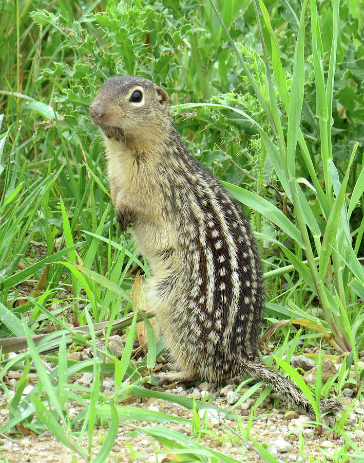 Varmint by Carolyn Fletcher Varmint by Carolyn Fletcher