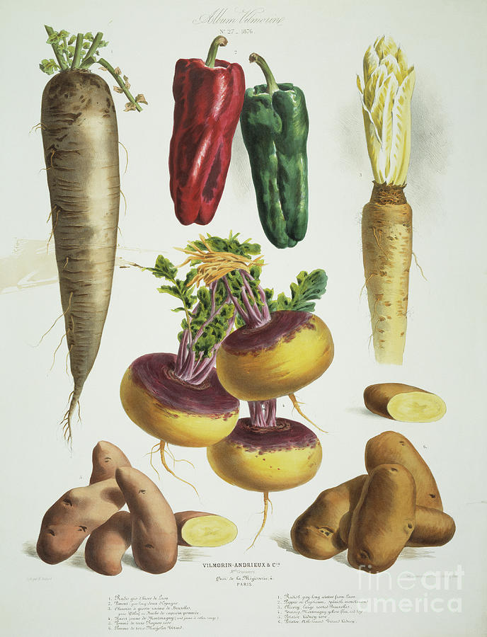 Nature Mixed Media - Vegetables #1 by E Godard
