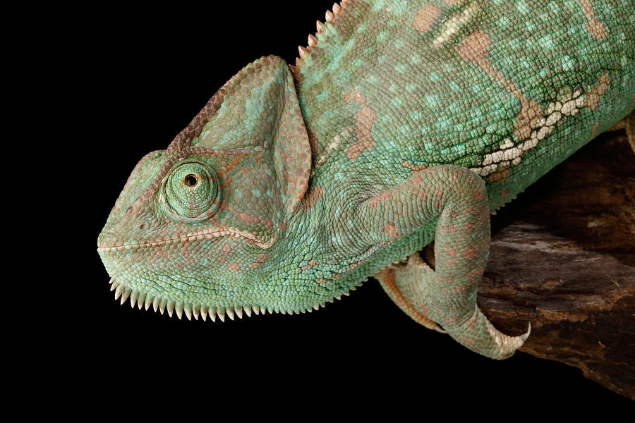 Veiled Chameleon Chamaeleo Calyptratus #1 Photograph by David Kenny