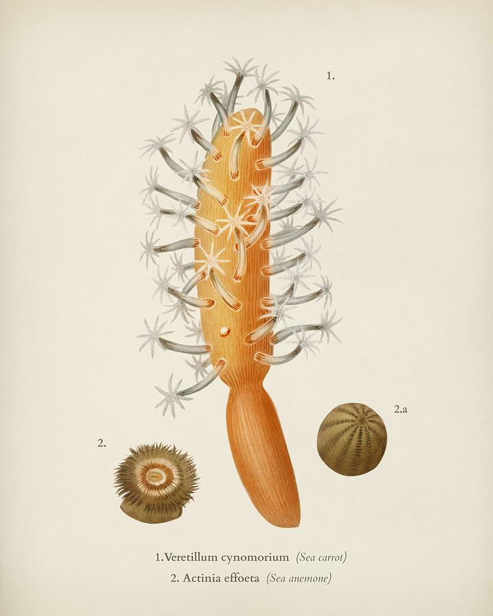 Veretillum cynomorium sea carrot  Actinia effoeta  sea anemone illustrated by Charles Dessalines D  #1 Painting by Celestial Images