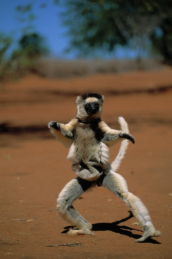 Verreauxs Sifaka Lemur Propithecus #1 Photograph by Nhpa