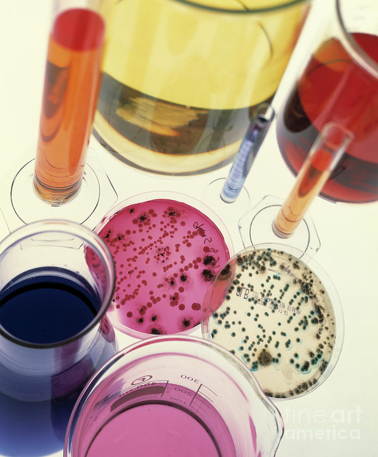 Veterinary Bacteriology #1 Photograph by John Mclean/science Photo Library
