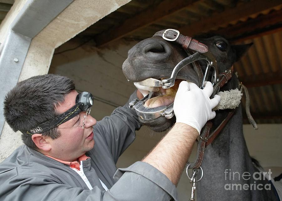 Veterinary Dentist #1 Photograph by Pascal Goetgheluck/science Photo Library
