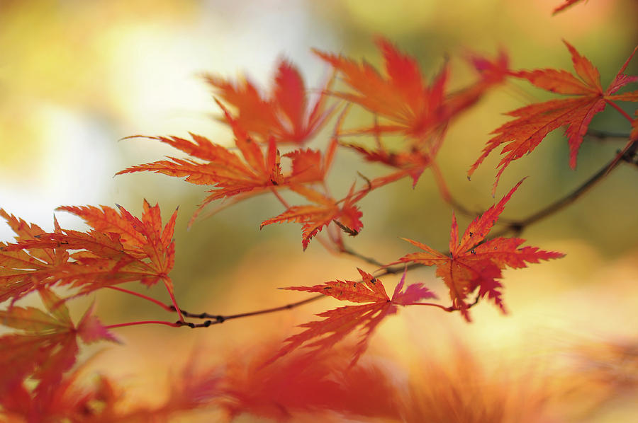 Vibrant Glimpses of Autumn. Japanese Maple  #2 Photograph by Jenny Rainbow