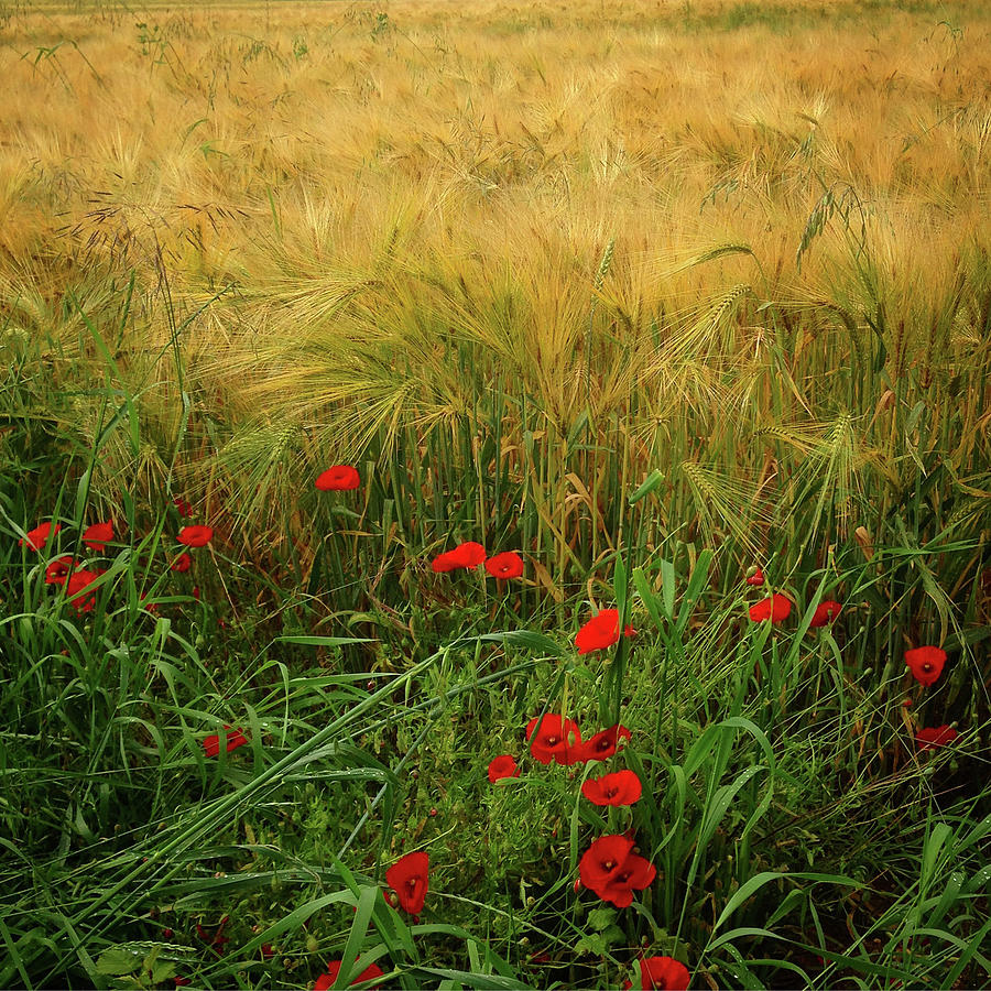 Vibrant red poppies on the edge of a golden corn field. #1 Photograph by Seeables Visual Arts