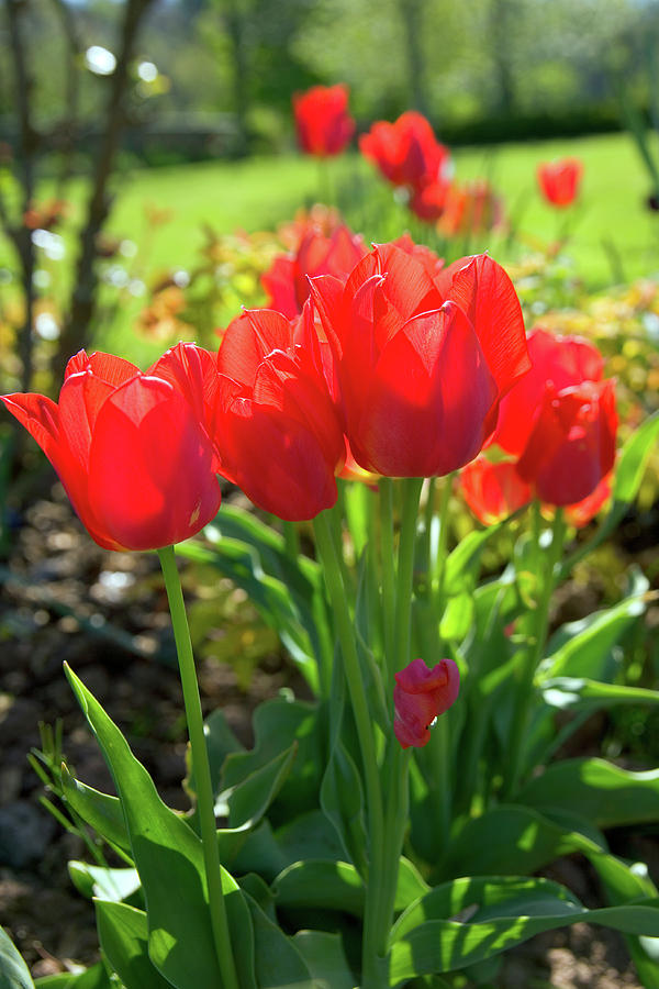 Vibrant red spring tulips #1 Photograph by Seeables Visual Arts