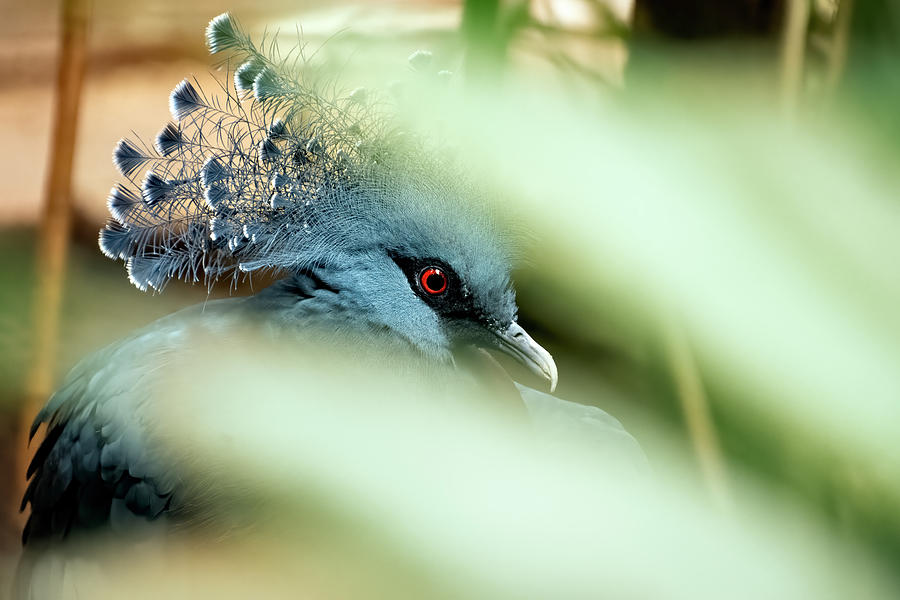Victoria Crowned Pigeon #1 Photograph by Kuni Photography