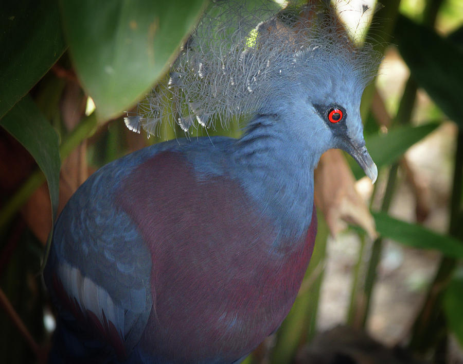 Victorian Crowned Pigeon #2 Photograph by Maggy Marsh