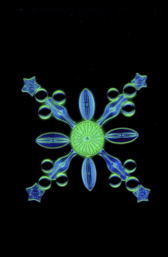 Victorian Diatom Art, Lm #1 Photograph by Johnny Carson