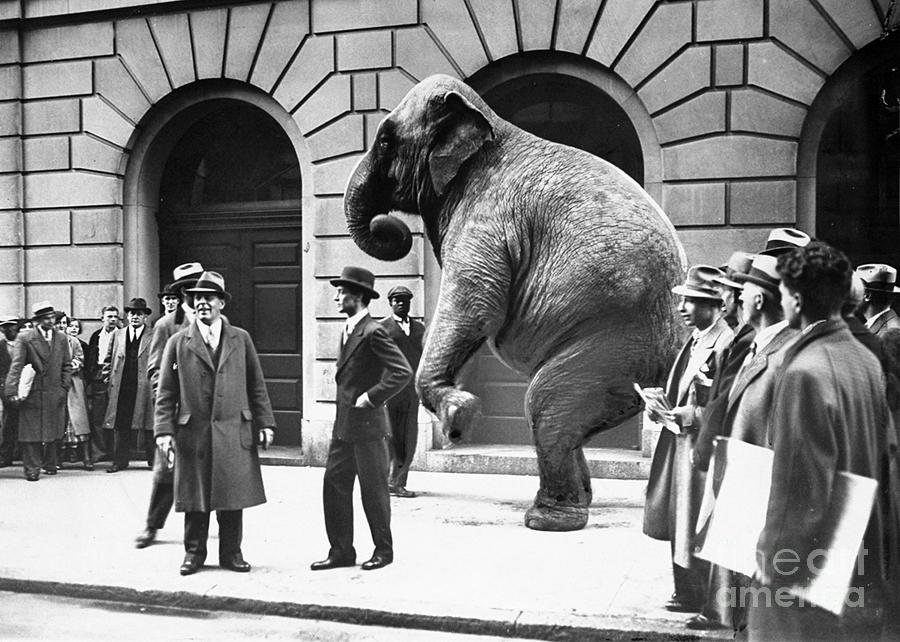 Victory, The G.o.p. Elephant, Stands In #1 Photograph by New York Daily News Archive
