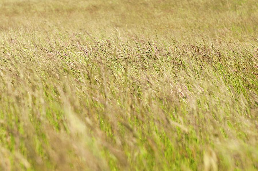View Of A Grassy Meadow #1 Photograph by Franziska Pietsch