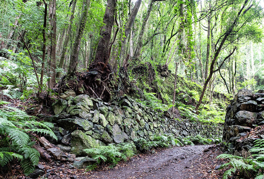 View Of A Stone Wall Along A Hiking Trail In The Laurel Forest Of Los Tilos, Unesco Biosphere Reserve, La Palma, Canary Islands, Spain, Europe #1 Photograph by Sonia Aumiller