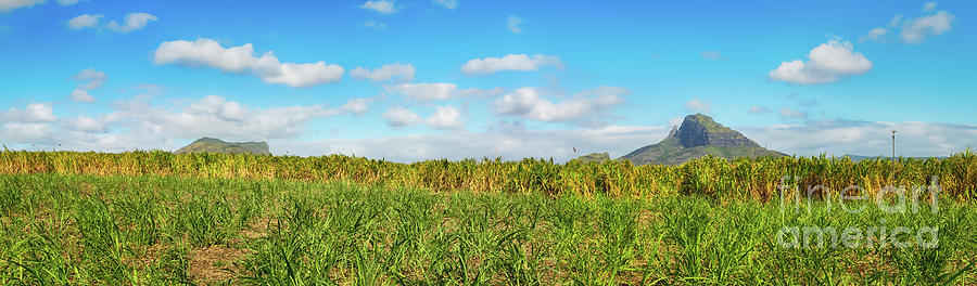 View Of A Sugarcane And Mountains. Mauritius. Panorama Photograph