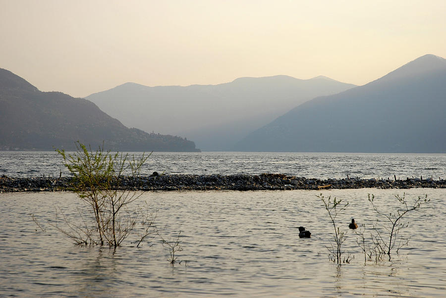 View Of Ascona Mountain Range, Lake And Reeds At Dusk In Ticino, Switzerland #1 Photograph by Jalag / Jonas Morgenthaler