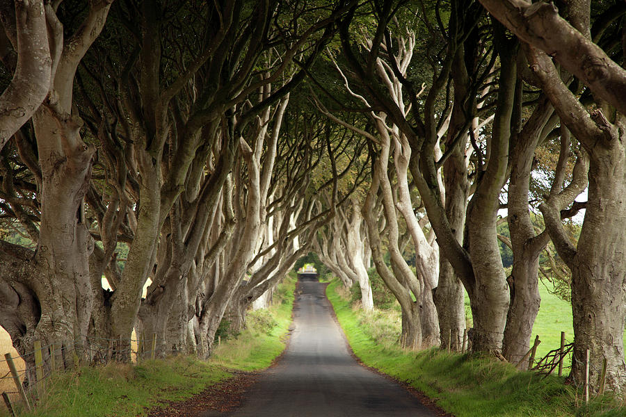 View Of Dark Hedges Avenue With Lined Beech Trees, Ireland, Uk #1 Photograph by Jalag / Violetta Bismor