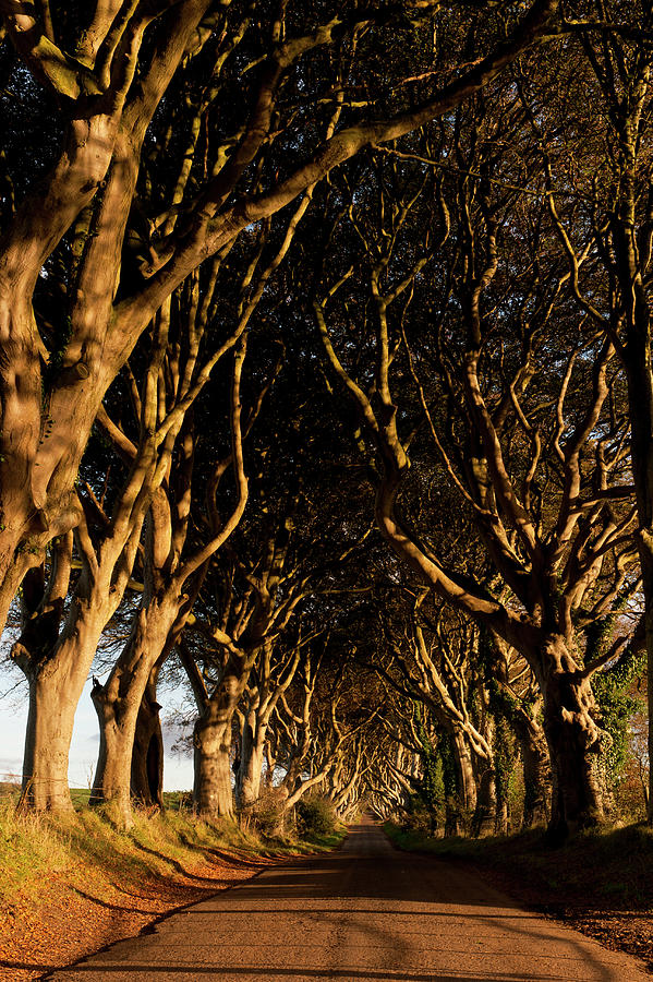 View Of Dark Hedges Avenue With Lined Beech Trees, Ireland, Uk #1 Photograph by Lukas Larsson Jalag