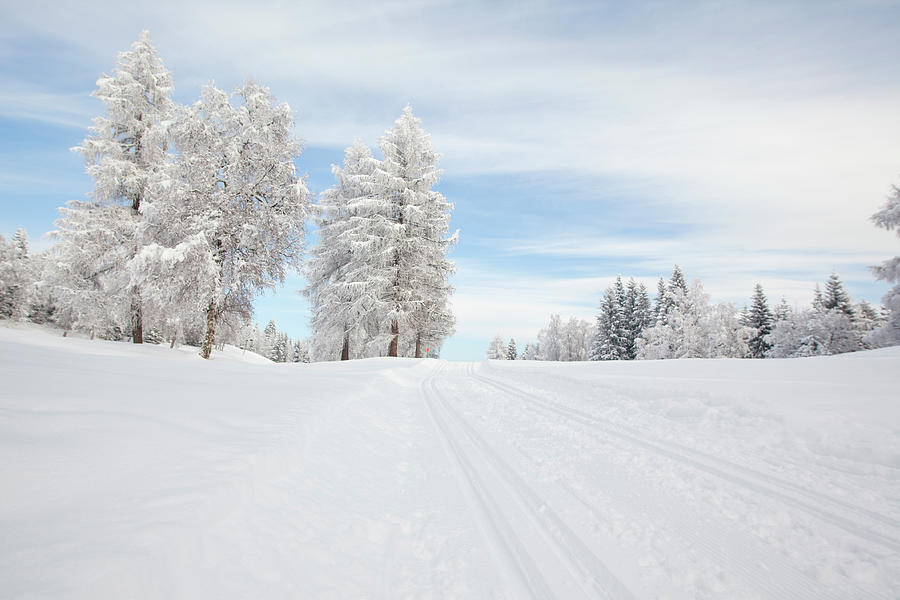 View Of Pine Trees Covered With Snow In Leutaschtal, Tirol, Austria ...