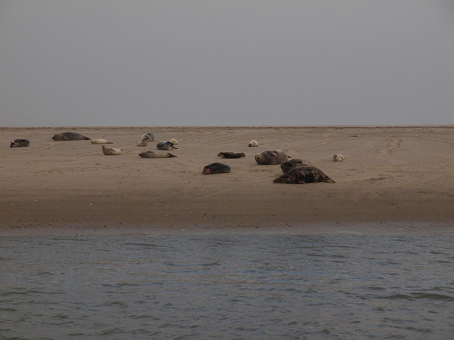 View Of Seals On Sand From Gorch Fock At Lower Saxony, Germany #1 Photograph by Jalag / Marion Beckhuser