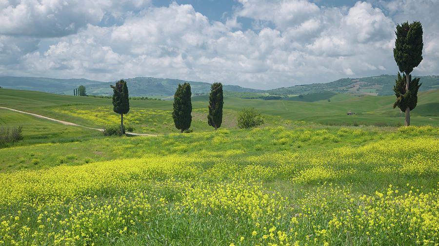 View on cypresses in wide Tuscan landscape #1 Photograph by Tosca Weijers