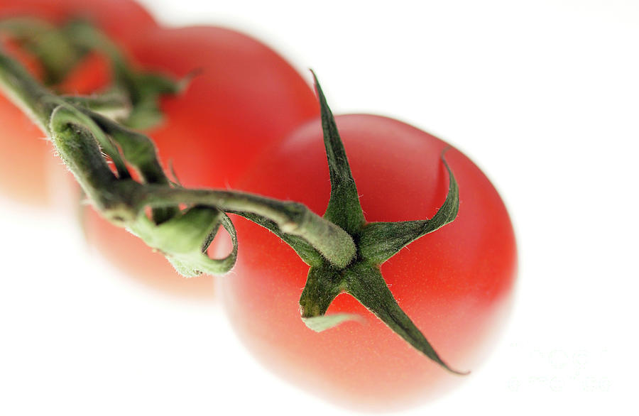 Vine Tomatoes #1 Photograph by Uk Crown Copyright Courtesy Of Fera/science Photo Library